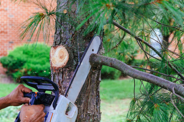  , USA Tree Care Services Pros